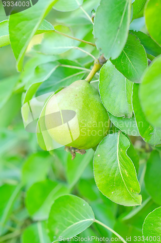 Image of pear on tree