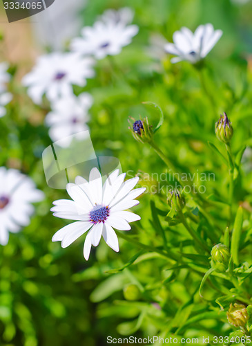 Image of flowers