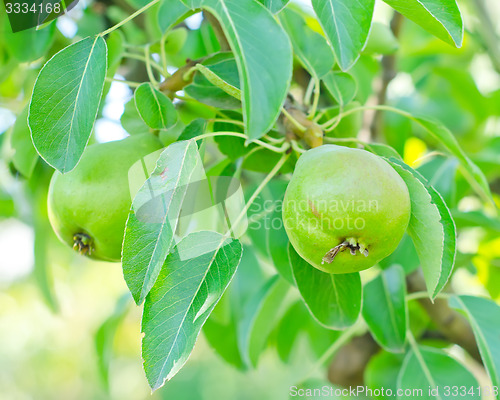 Image of pear on tree