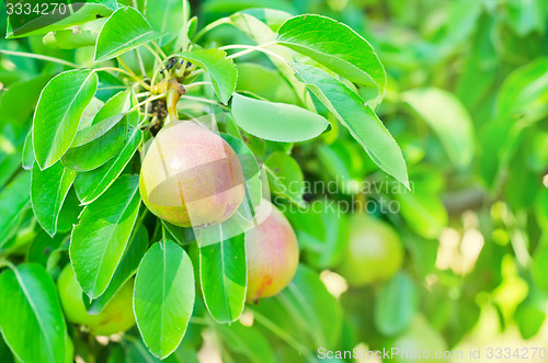 Image of pear on tree