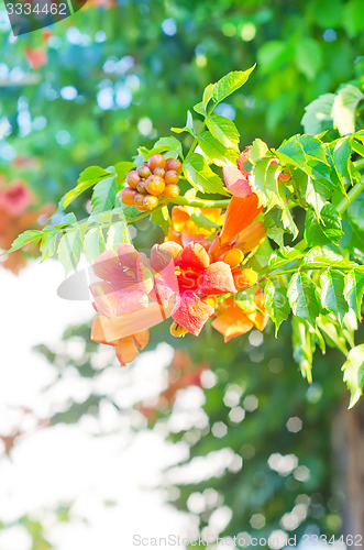 Image of flowers