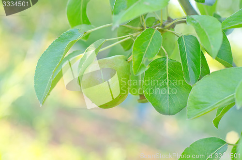 Image of pear on tree