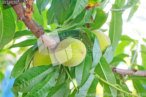 Image of pear on tree