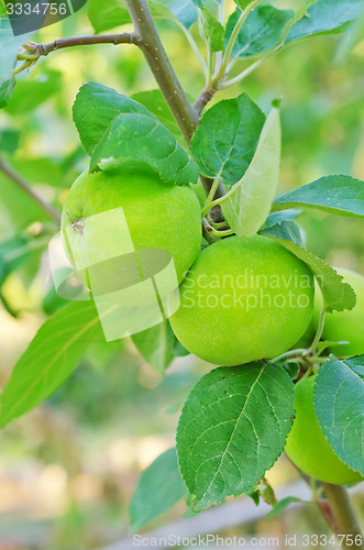 Image of pear on tree