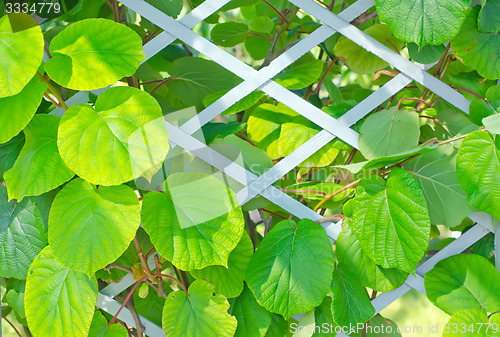 Image of kiwi leaf