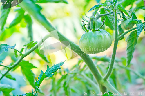 Image of green tomato