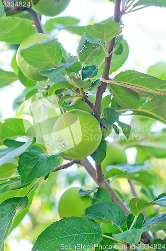 Image of pear on tree