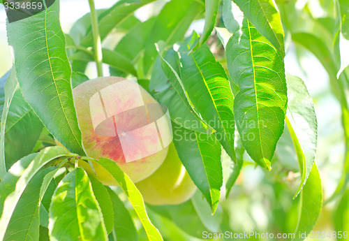 Image of peach on tree