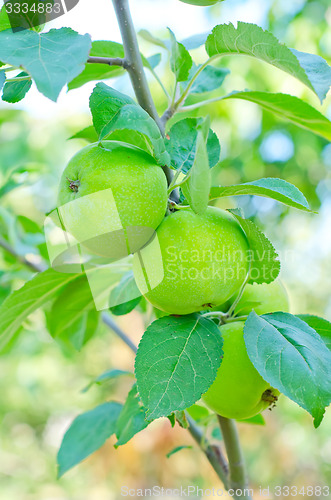 Image of apples on tree