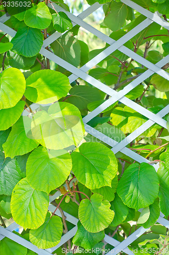 Image of kiwi leaf