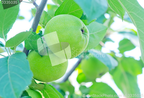 Image of apples on tree