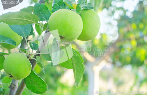 Image of pear on tree