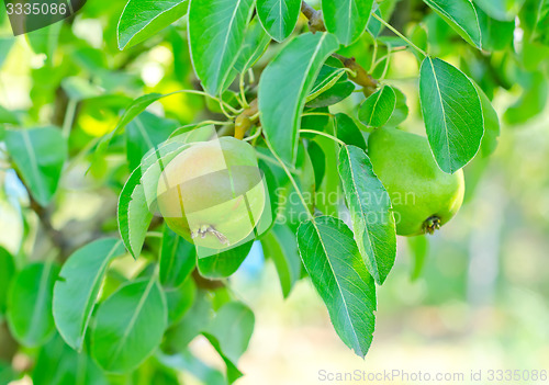 Image of pear on tree