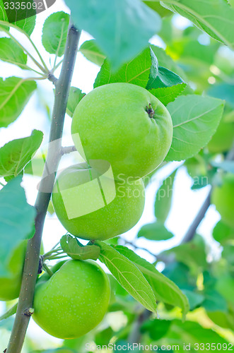 Image of apples on tree