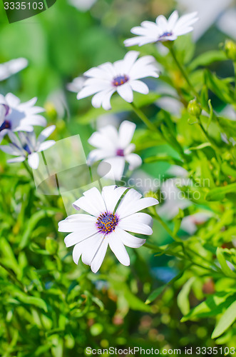 Image of flowers