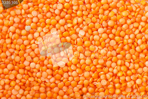 Image of lentil