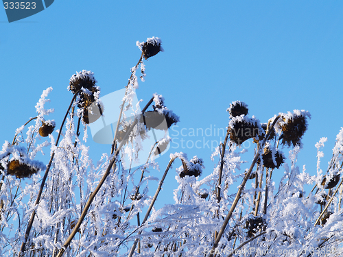 Image of Frost