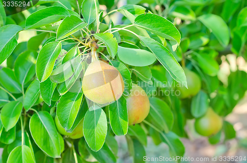 Image of pear on tree