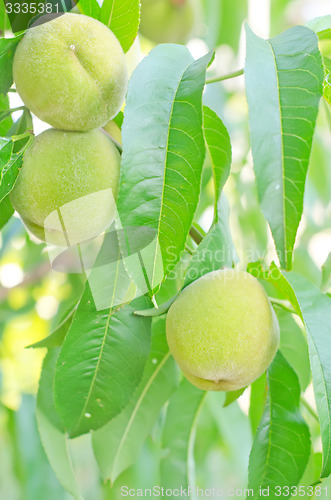 Image of pear on tree