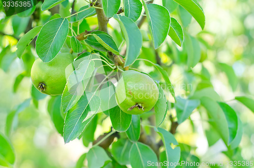 Image of pear on tree