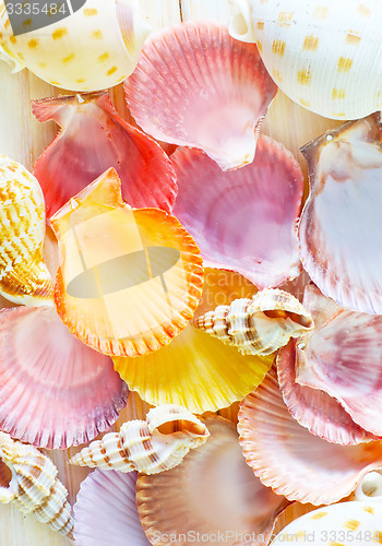 Image of shells