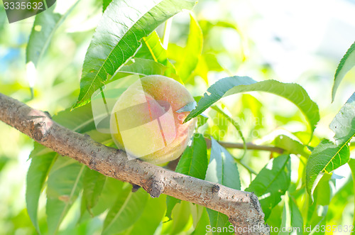 Image of peach on tree