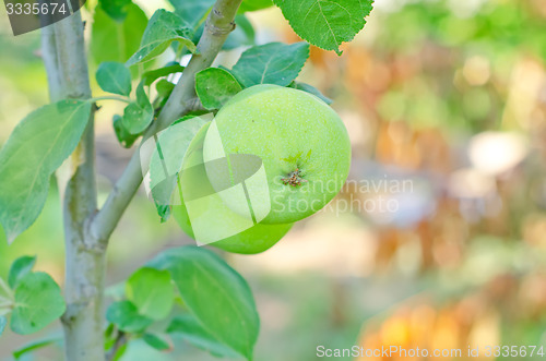 Image of apples on tree