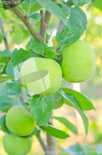 Image of pear on tree