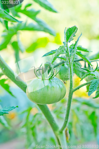 Image of green tomato