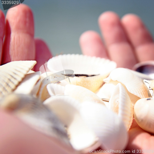 Image of Scallop