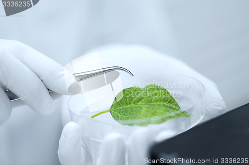 Image of close up of hand with microscope and green leaf