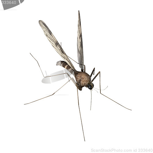 Image of 3d animation mosquito