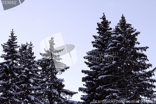 Image of Pines covered with snow