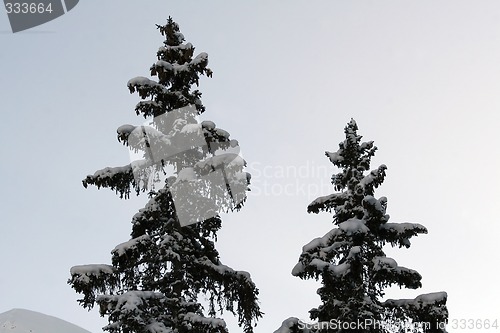 Image of Pines covered with snow