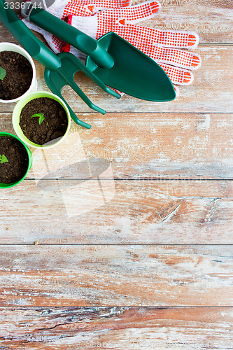 Image of close up of seedlings and garden tools