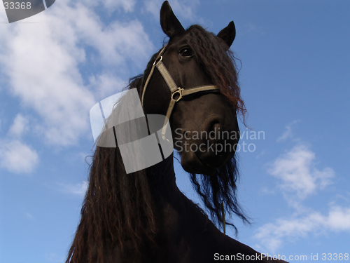 Image of rasta horse