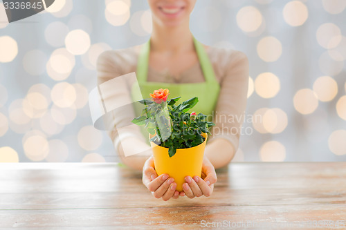 Image of close up of woman hands holding roses bush in pot