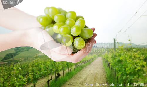 Image of close up of woman hands holding green grape bunch