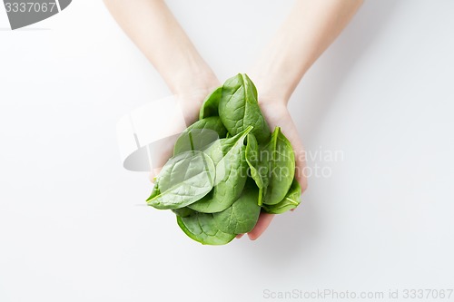 Image of close up of woman hands holding spinach