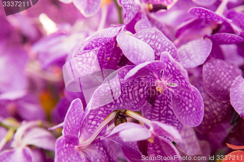 Image of beautiful orchid flowers