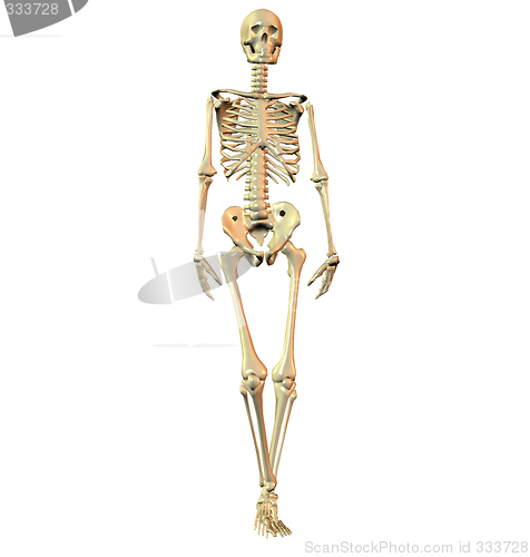 Image of 3D rendered skeleton