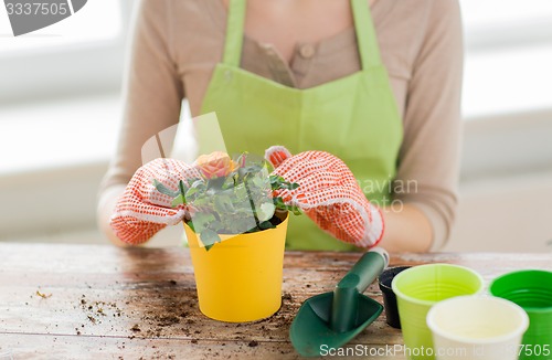 Image of close up of woman hands planting roses in pot