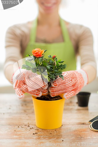 Image of close up of woman hands planting roses in pot