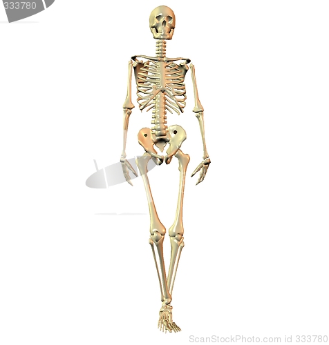 Image of skeleton on white background