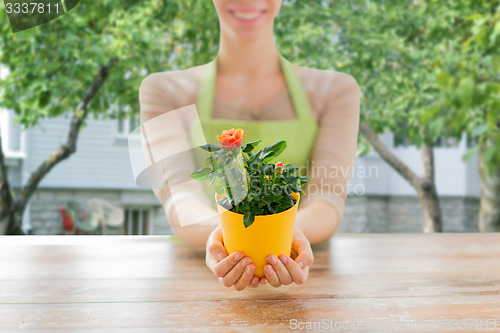 Image of close up of woman hands holding roses bush in pot