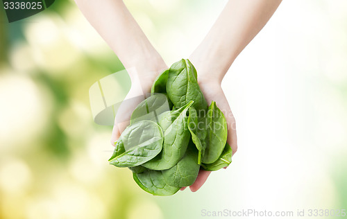 Image of close up of woman hands holding spinach