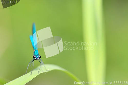 Image of dragonfly in forest
