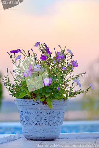 Image of tobacco pink flowers 