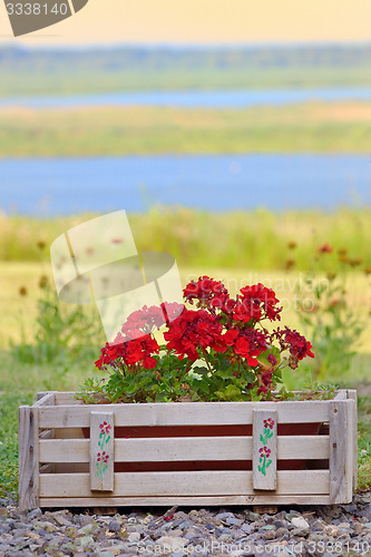 Image of Geranium flowers