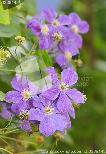 Image of Clematis in the garden